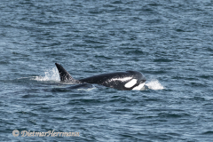 USA-Orca-D850-142381