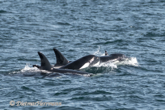USA-Orca-D850-142387