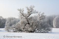 010-Schnee-und-Rauhreif-an-der-Leine-Z7-049222
