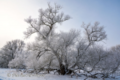 020-Schnee-und-Rauhreif-an-der-Leine-Z7-049232