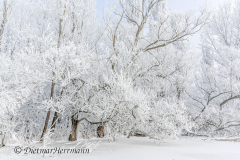 080-Schnee-und-Rauhreif-Badeteich-Z7-049536