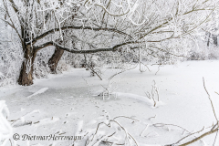 100-Schnee-und-Rauhreif-Badeteich-Z7-049575