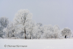 120-Schnee-und-Rauhreif-Langer-Teich-Z7-049581