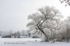 140-Schnee-und-Rauhreif-Langer-Teich-Z7-049710