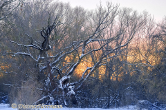 146-Sonnenuntergang-hinter-schneebedeckten-Baeumen-_DSC9273