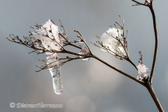 150-Schnee-auf-Zweig-D850b-046181-9