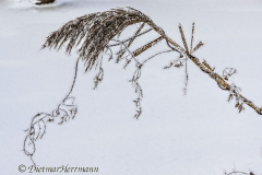 240-Schnee-und-Rauhreif-Langer-Teich-Z7-049631
