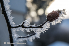 430-Schnee-und-Rauhreif-Z7-049203
