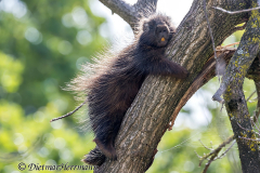 Zoo-Baumstachler-Z7II-142680