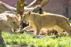 Zoo-Berberloewe-Z7II-142423