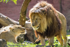 Zoo-Berberloewe-Z7II-142435
