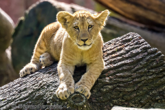 Zoo-Berberloewe-Z7II-142452