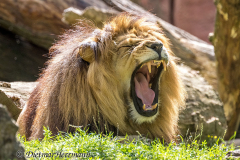 Zoo-Berberloewe-Z7II-142584
