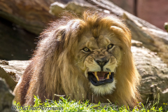 Zoo-Berberloewe-Z7II-142587