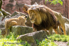 Zoo-Berberloewe-Z7II-142589