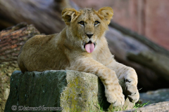 Zoo-Berberloewe-Z8-001523