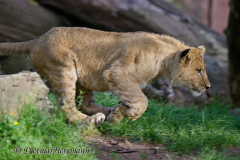 Zoo-Berberloewe-Z8-001588