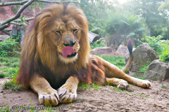 Zoo-Berberloewe-Z8-002584