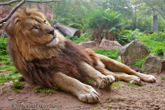 Zoo-Berberloewe-Z8-002636