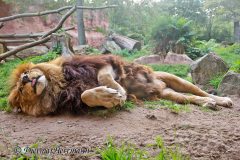 Zoo-Berberloewe-Z8-002648
