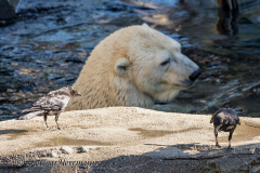 Zoo-Eisbaer-Kraehen-Z7II-143605