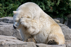 Zoo-Eisbaer-Z7II-143032