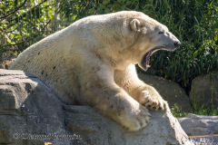 Zoo-Eisbaer-Z7II-143320