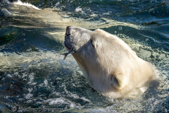 Zoo-Eisbaer-Z7II-143460-crop