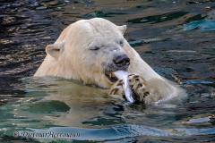 Zoo-Eisbaer-Z7II-143470