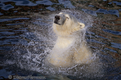 Zoo-Eisbaer-Z8-001893