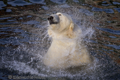 Zoo-Eisbaer-Z8-001894