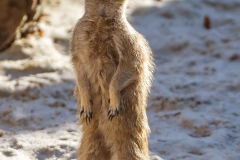 Zoo-Fuchsmanguste-Z9-097893