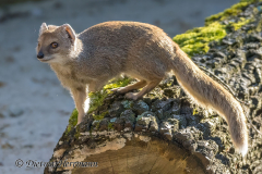 Zoo-Fuchsmanguste-Z9-097913