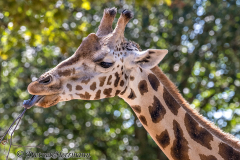 Zoo-Giraffe-Z7II-142820