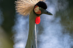 Zoo-Kronenkranich-Z7II-144103