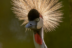 Zoo-Kronenkranich-Z7II-144106