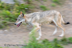 Zoo-Wolf-Z7II-143905