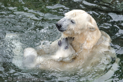 Zoo-Eisbaer-D850-254527