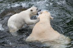 Zoo-Eisbaer-D850-254562