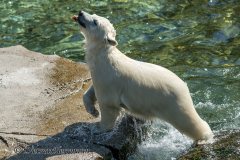 Zoo-Eisbaer-D850-259228