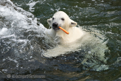 Zoo-Eisbaer-Nana-Z7-015895
