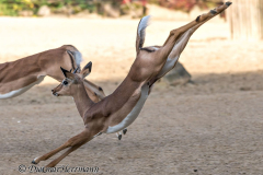 Zoo-Impala-D850b-039054