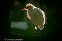 Zoo-Kuhreiher-D850-224209