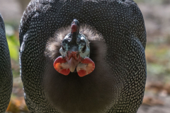 Zoo-Perlhuhn-D850-224267-Ausschnitt