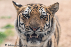 Zoo-Tiger-D850-254639