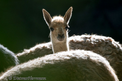 Zoo-Vikunja-D850b-035625