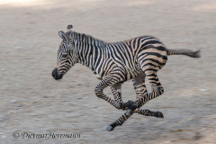 Zoo-Zebra-D850b-039747